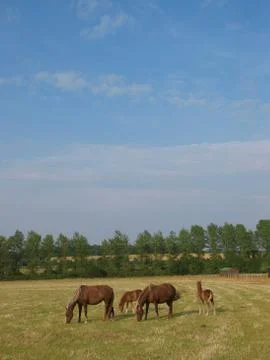 Mares and Foals Stock Photos
