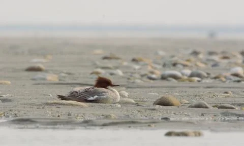 A marganser in taking rest Stock Photos