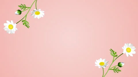 The Margaret flower corner frame animation, growth and blooming - Pink Stock Footage 244903976