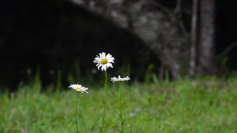 MARGARIDAS 動画素材 165985425