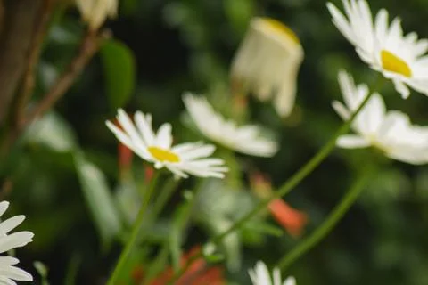 Margarite from a garden in a spring session Stock Photos