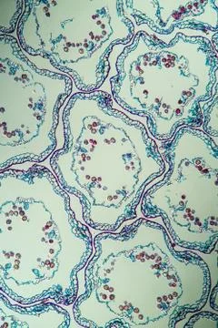 Margarite Stock Photos