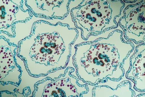 Margarite Stock Photos