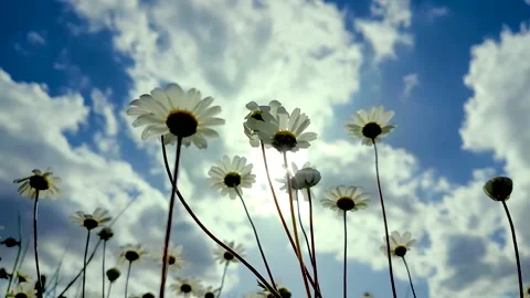 MARGARITES HLIOS MEGALO 413 E Stock Footage 237489522