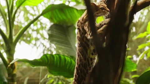 Margay Cat Cautiously Ascending A Tree Stock Footage 265297210