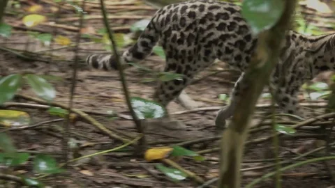A margay ocelot carries a rat across the rainforest floor in Belize. Stock Footage