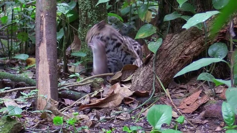 A margay walks through a jungle environment and picks up a rat. Stockbeeldmateriaal 79497807
