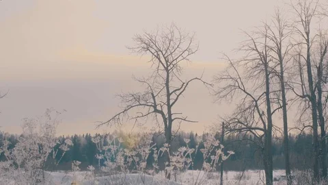 Marge of the forest. Grass in a hoarfrost. Stock Footage 72914672