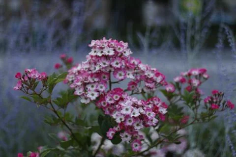 Margeen Stockfoto's
