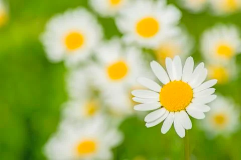 Margerite Stock Photos