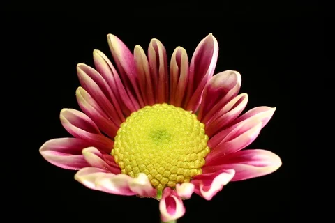 Margerite1 Video stock 109603704