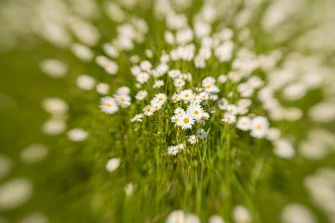 Margerites Foto stock
