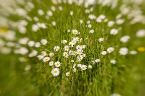 Margerites Foto stock