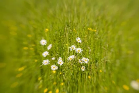Margerites Foto stock