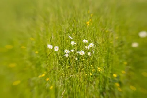 Margerites Foto stock