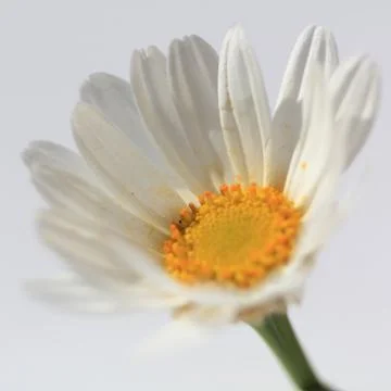 Margeritte aufgehend Stock Photos