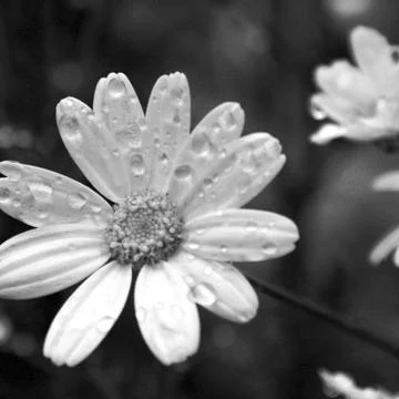 Margeritte Stock Photos