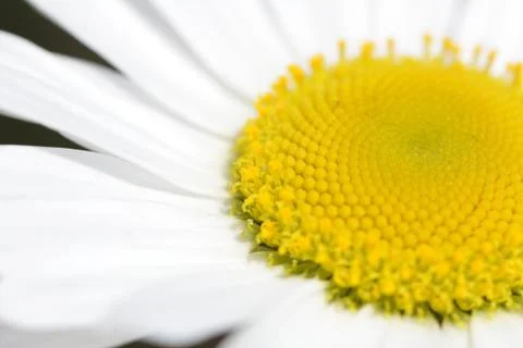 Margeritte Stock Photos