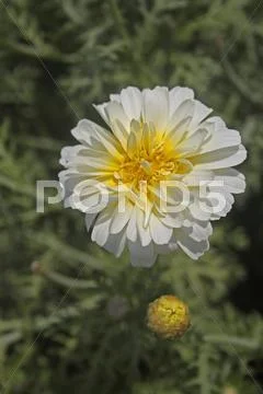 Margeurite Daisy, Chrysanthemum frutescens Stock Photos