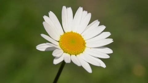 Margherita Stock Footage 167496537