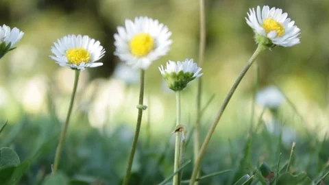 Margherite , marguerite Stock Footage 74558112