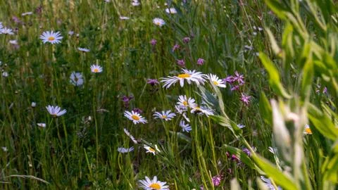 Margherite 库存照片