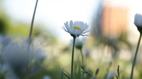 Margherite wildflowers Stock Footage 74558105