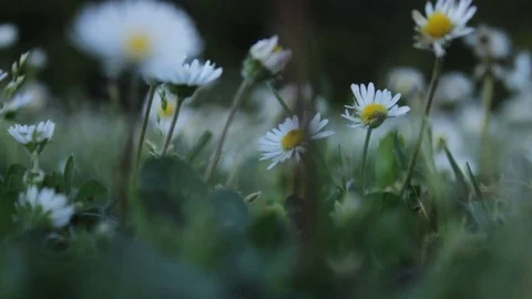 Margherite wildflowers Stock Footage 74558122