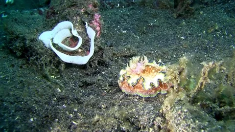 Margin glossodoris (Glossodoris cincta)  nudibranch with caviar Video stock 80621851