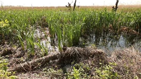 Margin of Marsh Video stock 75406941