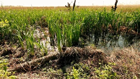 Margin of Marsh Video stock 77995973
