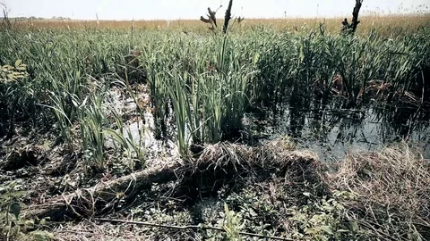 Margin of Marsh Video stock 79424401