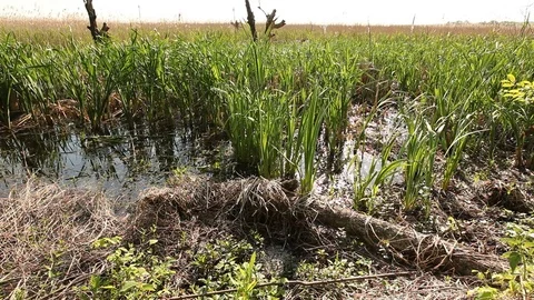 Margin of Marsh Video stock 81515329