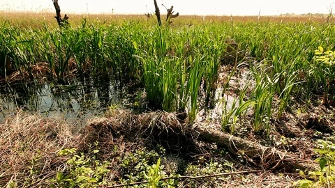 Margin of Marsh Video stock 83446570