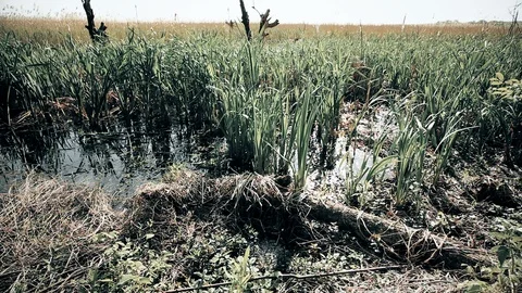 Margin of Marsh Video stock 91325428