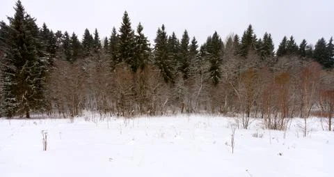 Margin spruce forest in winter Stock Photos