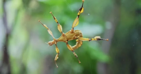 Margin-winged stick insect close up footage Video stock 155403437
