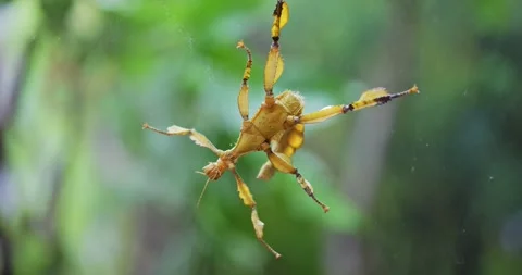 Margin-winged stick insect closeup footage Video stock 155535562