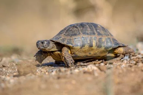 Marginated tortoise side Stock Photos