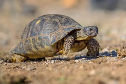 Marginated tortoise walking Stock Photos