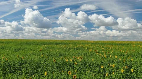 Margins of sunflower Fields In rays of setting sun Stock Footage 153001703