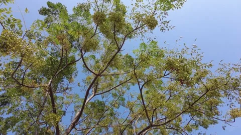 Margosa tree branches stretching to the sky on a bright day. Sun, sky, leaves. Stock Footage 234543516