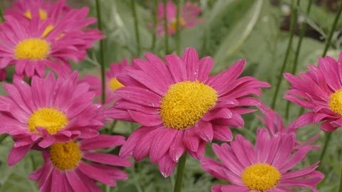 Marguerite daisy close up pink 動画素材 101453443