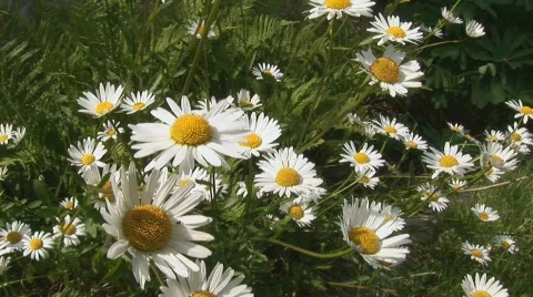 Marguerite in garden Stock Footage 415099