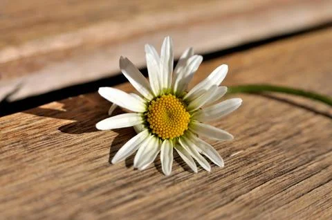 Marguerite Stock Photos