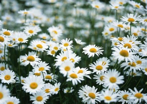 Marguerite Stock Photos