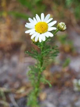 Marguerite Stock Photos