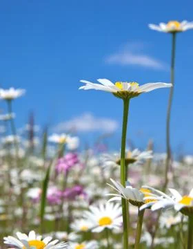 Marguerite Stock Photos