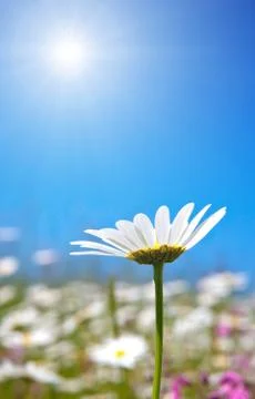 Marguerite Stock Photos