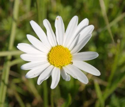 Marguerite Stock Photos